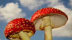 Mushrooms amanita muscaria nips