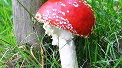Mushrooms Fly Agaric Mushrooms