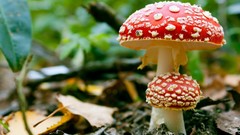 Mushrooms fungus Fly Agaric