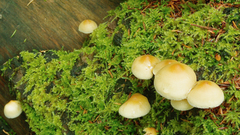 Mushrooms mora campground high