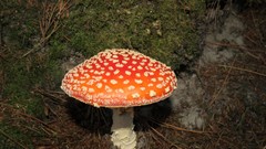 Mushrooms moss mushroomhead mushroom head