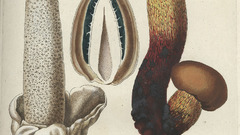 Mushrooms mushroom fungus