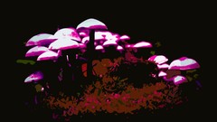 Mushrooms psychedelic Shrooms trippy