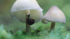 Mushrooms snails molluscs