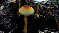 Mushrooms soil cubensis