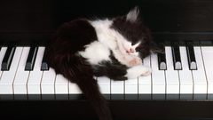 Music piano cats Animals