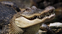 Muzzle Crocodiles Dangerous Reptiles