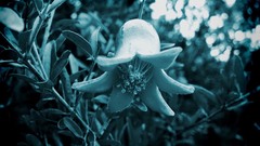 Mysterious flower by high