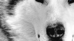 Mystic wolf fullscreen Wolves