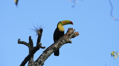 National bird kilbil toucan