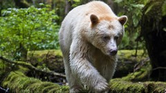 National geographic black bear