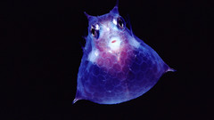 National geographic cowfish