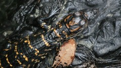 National geographic Crocodiles Reptiles