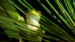 National geographic Frogs Red-Eyed