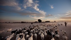 National geographic Goats Timbuktu