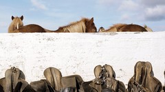 National geographic Horses iceland