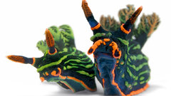 National geographic Nudibranchia