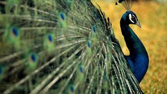 National geographic Peacocks