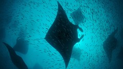 National geographic scuba diving manta ray