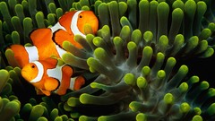 National geographic sea anemones clownfish