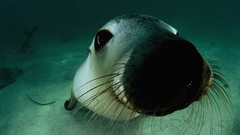 National geographic sea lions