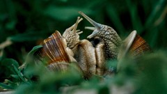 National geographic snails molluscs