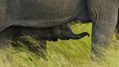 National park african botswana