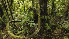 National park amazon Ecuador Rainforest