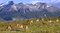 National park chile Paine