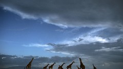 National park crossing Tanzania Serengeti