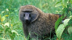 National park male Kenya olive baboon