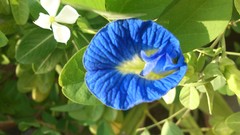 Natural indian Architecture