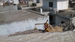 Natural indian Architecture