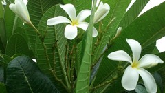 Natural indian Architecture