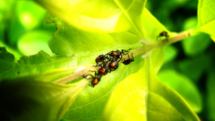 Naturals pack ladybugs yellow