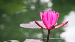 Nature 1948 Trinidad and Tobago lily pads Port of Spain