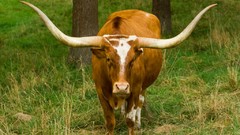 Nature abstract Longhorn