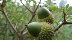 Nature Acorns