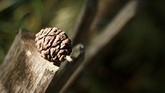 Nature Acorns