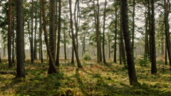 Nature amazing Green forest