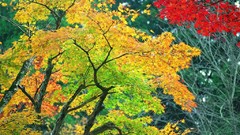 Nature amazing leaves autumn