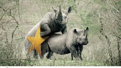 Nature Animals advertisement rhinoceros