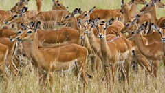 Nature Animals Africa Impala Kenya mara