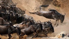 Nature Animals Africa national geographic Nile wildebeest gnu