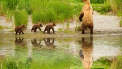 Nature Animals Alaska lakes brown bears documentary