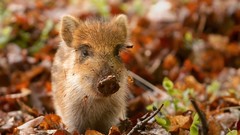 Nature Animals animal world pigs