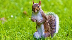 Nature Animals animal world squirrels