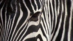 Nature Animals animal world zebras