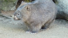 Nature Animals Australia wombat
