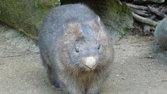 Nature Animals Australia wombat